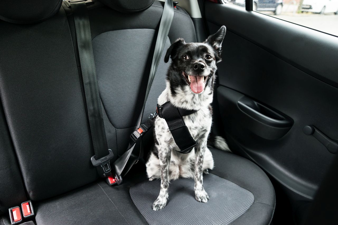 Jak w bezpieczny sposób przetransportować psa w samochodzie?