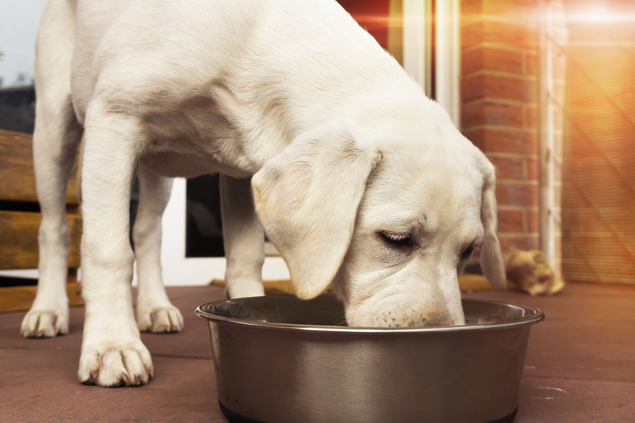 Żywienie psa – wszystko co musisz wiedzieć