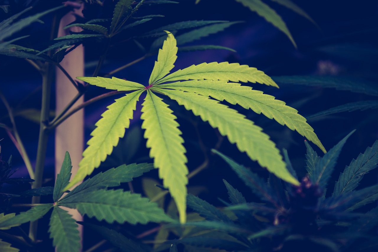 Feminizowane nasiona marihuany – czym się charakteryzują?