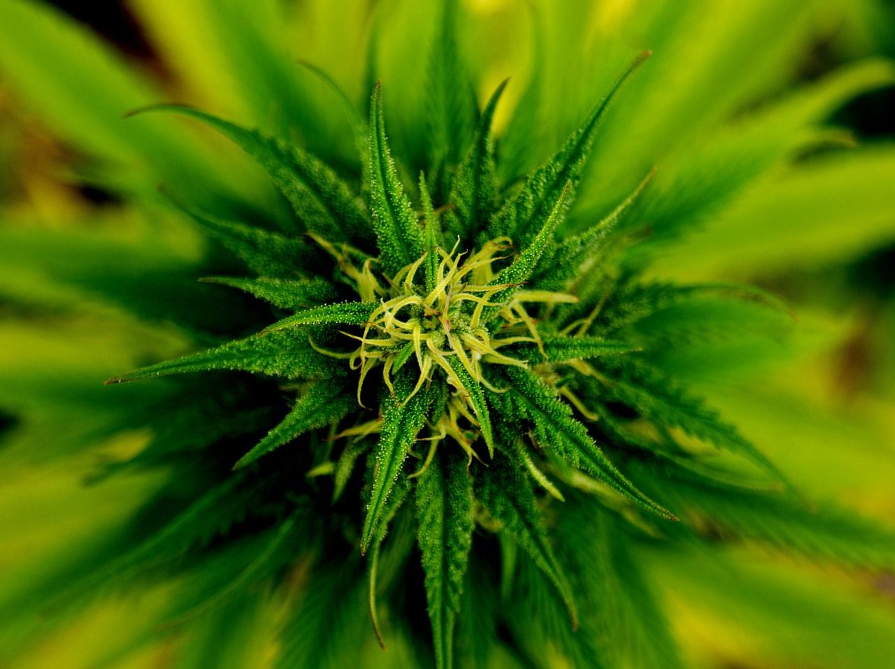 Jak wyglądają kwiaty marihuany?